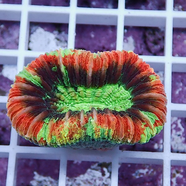 【サンゴ現物13】オオバナサンゴ !15時までのご注文で当日発送 【サンゴ】(t132