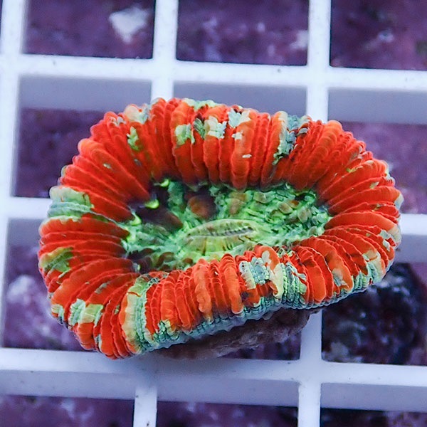 【サンゴ現物14】オオバナサンゴ !15時までのご注文で当日発送 【サンゴ】(t132