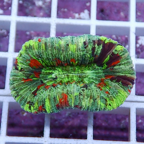 【サンゴ現物15】オオバナサンゴ !15時までのご注文で当日発送 【サンゴ】(t132