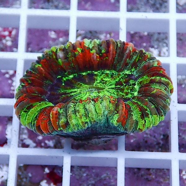 【サンゴ現物16】オオバナサンゴ !15時までのご注文で当日発送 【サンゴ】(t132