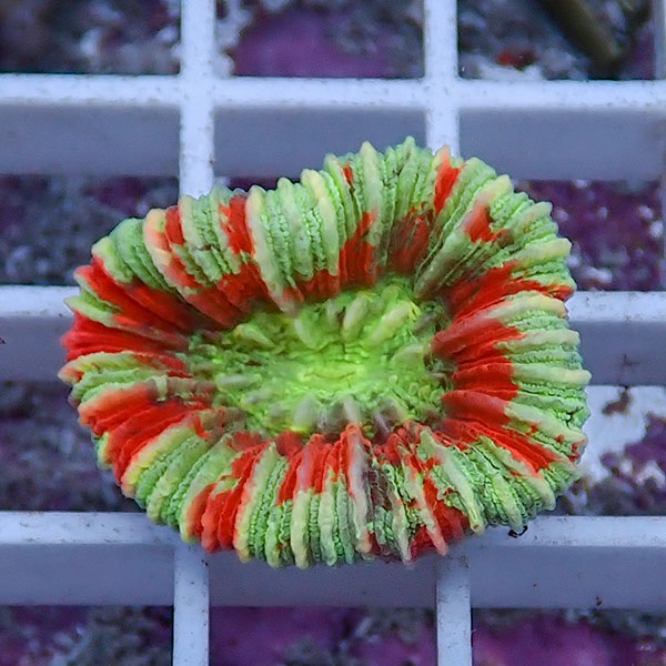 【サンゴ現物17】オオバナサンゴ !15時までのご注文で当日発送 【サンゴ】(t132