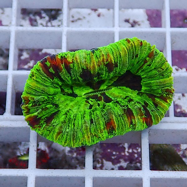 【サンゴ現物18】オオバナサンゴ !15時までのご注文で当日発送 【サンゴ】(t132