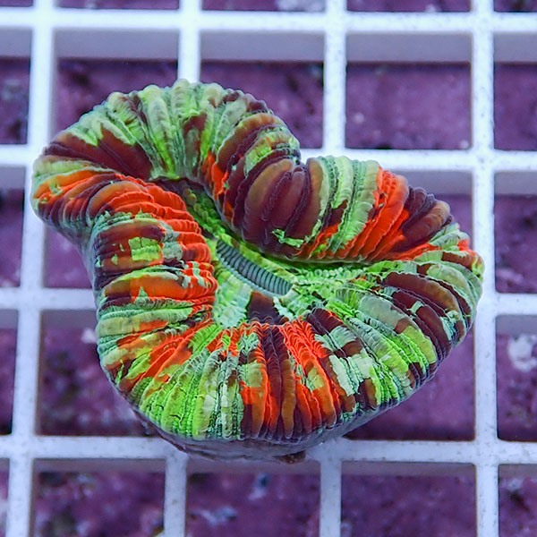 【サンゴ現物19】オオバナサンゴ !15時までのご注文で当日発送 【サンゴ】(t132