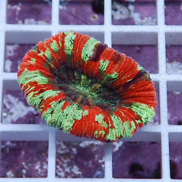 【サンゴ現物20】オオバナサンゴ !15時までのご注文で当日発送 【サンゴ】(t132
