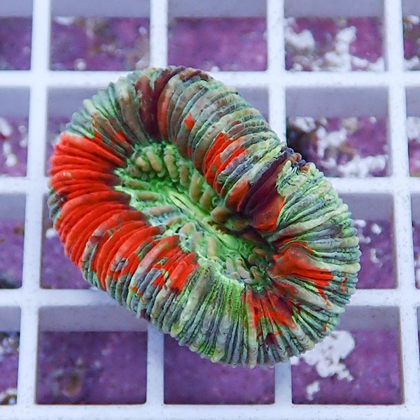 【サンゴ現物21】オオバナサンゴ !15時までのご注文で当日発送 【サンゴ】(t132