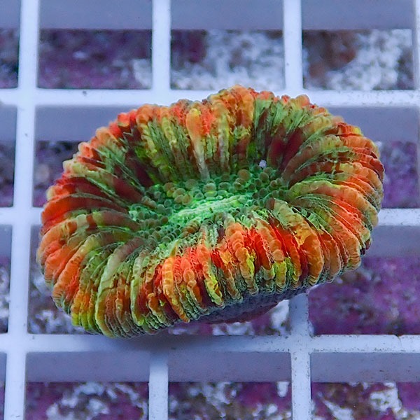 【サンゴ現物22】オオバナサンゴ !15時までのご注文で当日発送 【サンゴ】(t132