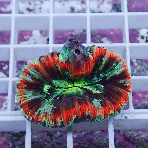 【サンゴ現物24】オオバナサンゴ !15時までのご注文で当日発送 【サンゴ】(t132