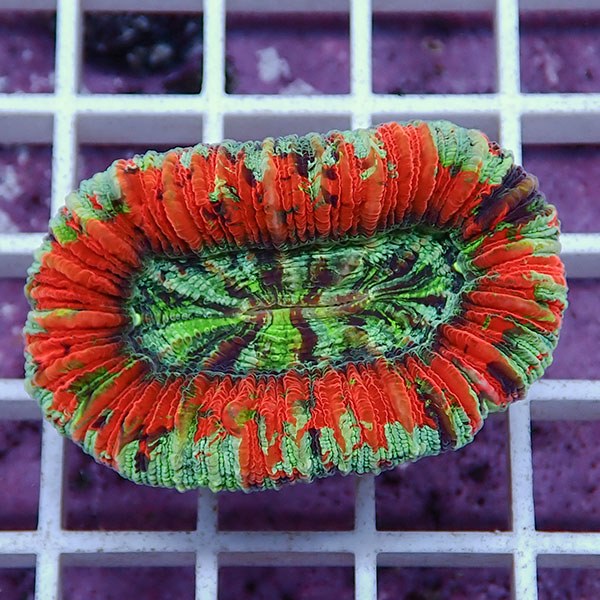 【サンゴ現物25】オオバナサンゴ !15時までのご注文で当日発送 【サンゴ】(t132