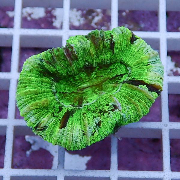 【サンゴ現物26】オオバナサンゴ !15時までのご注文で当日発送 【サンゴ】(t132