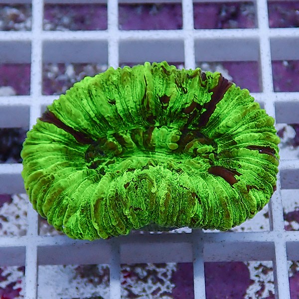 【サンゴ現物27】オオバナサンゴ !15時までのご注文で当日発送 【サンゴ】(t132