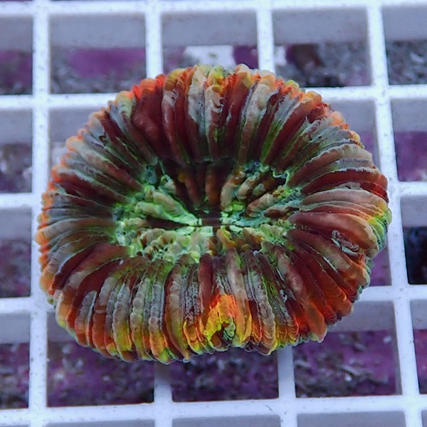 【サンゴ現物28】オオバナサンゴ !15時までのご注文で当日発送 【サンゴ】(t132