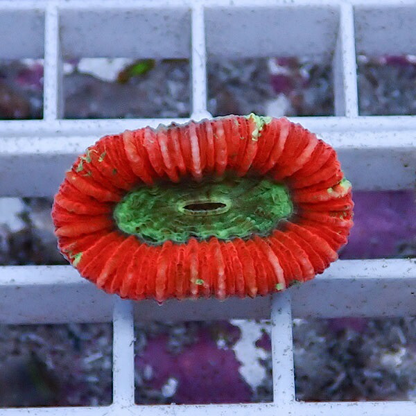 【サンゴ現物29】オオバナサンゴ !15時までのご注文で当日発送 【サンゴ】(t132