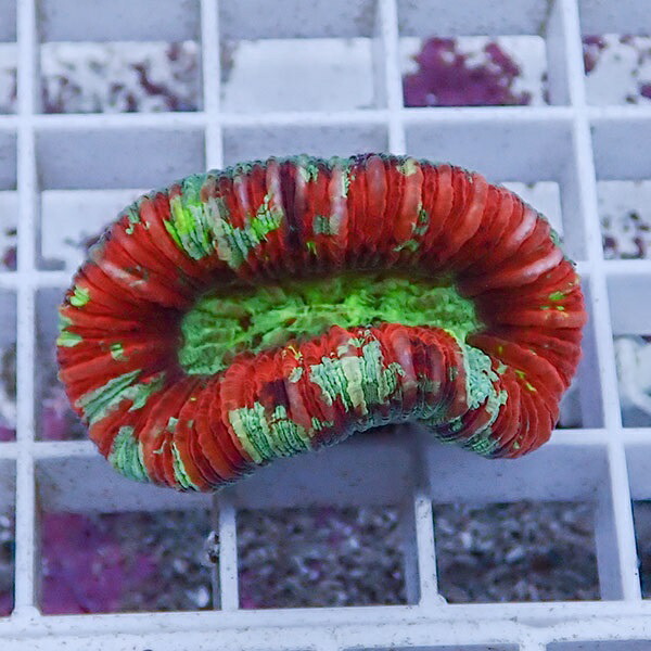 【サンゴ現物30】オオバナサンゴ !15時までのご注文で当日発送 【サンゴ】(t132