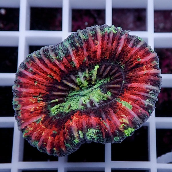 【サンゴ現物31】オオバナサンゴ !15時までのご注文で当日発送 【サンゴ】(t132