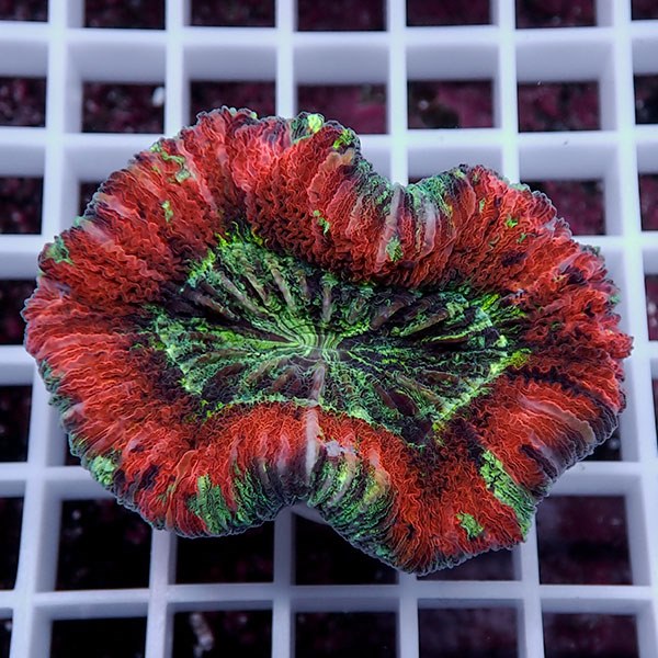 【サンゴ現物32】オオバナサンゴ !15時までのご注文で当日発送 【サンゴ】(t132