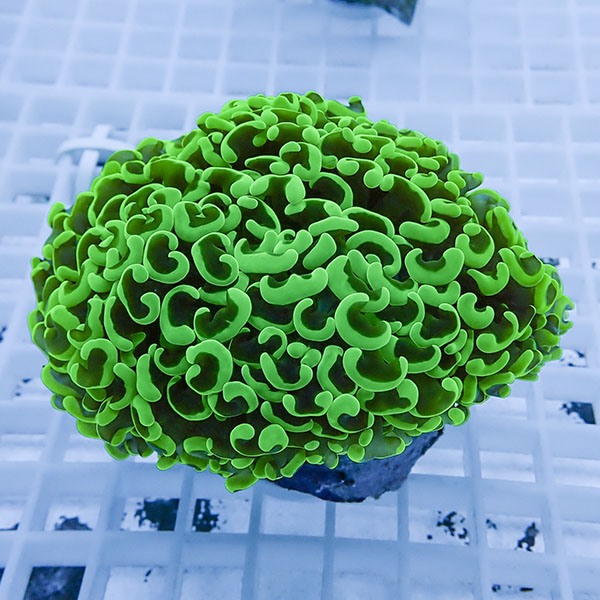 【サンゴ現物10】ナガレハナサンゴ!15時までのご注文で当日発送 【サンゴ】(t136