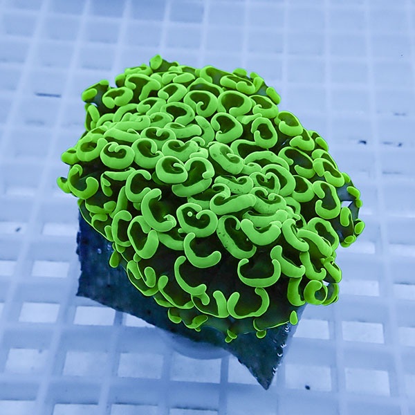 【サンゴ現物11】ナガレハナサンゴ!15時までのご注文で当日発送 【サンゴ】(t136