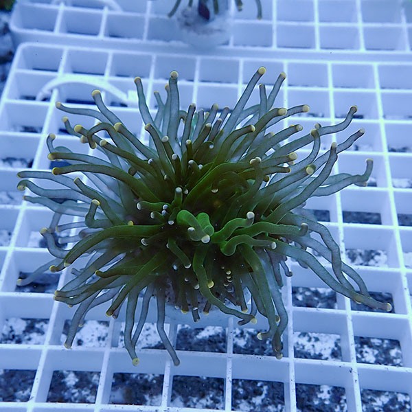 【サンゴ現物2】フラワーコーラルフラグ! 15時までのご注文で当日発送【サンゴ】(t142