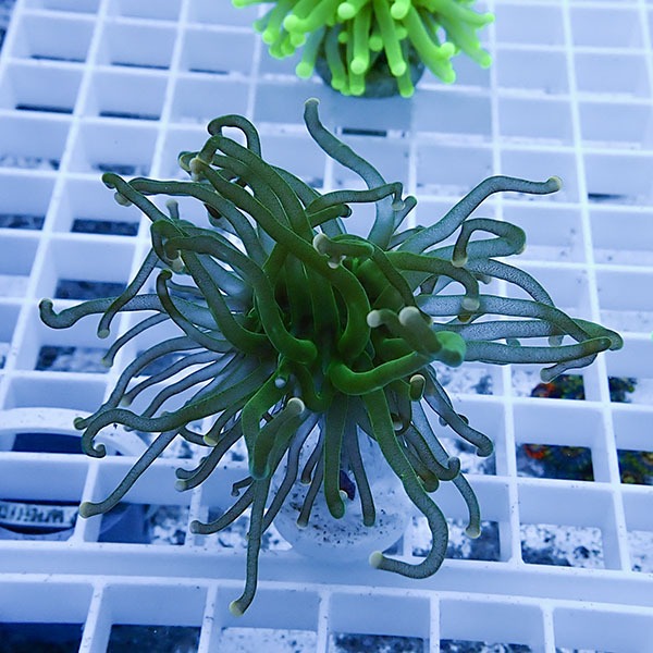 【サンゴ現物3】フラワーコーラルフラグ ! 15時までのご注文で当日発送【サンゴ】(t142