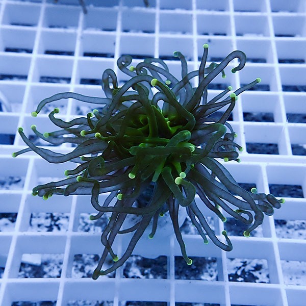 【サンゴ現物1】フラワーコーラルフラグ! 15時までのご注文で当日発送【サンゴ】(t142