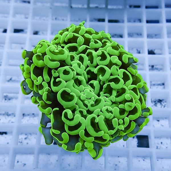 【サンゴ現物12】ナガレハナサンゴ!15時までのご注文で当日発送 【サンゴ】(t136