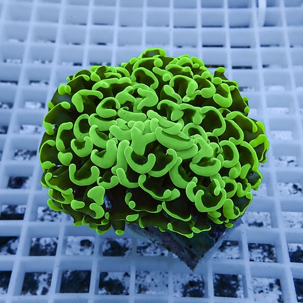 【サンゴ現物14】ナガレハナサンゴ!15時までのご注文で当日発送 【サンゴ】(t136