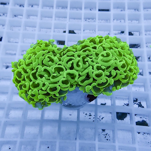 【サンゴ現物15】ナガレハナサンゴ!15時までのご注文で当日発送 【サンゴ】(t136