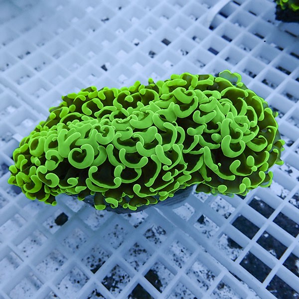 【サンゴ現物16】ナガレハナサンゴ!15時までのご注文で当日発送 【サンゴ】(t136