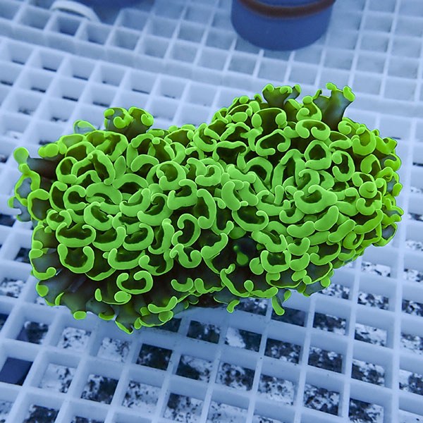 【サンゴ現物17】ナガレハナサンゴ!15時までのご注文で当日発送 【サンゴ】(t136