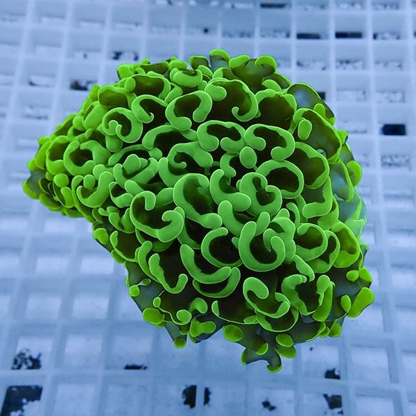 【サンゴ現物18】ナガレハナサンゴ!15時までのご注文で当日発送 【サンゴ】(t136