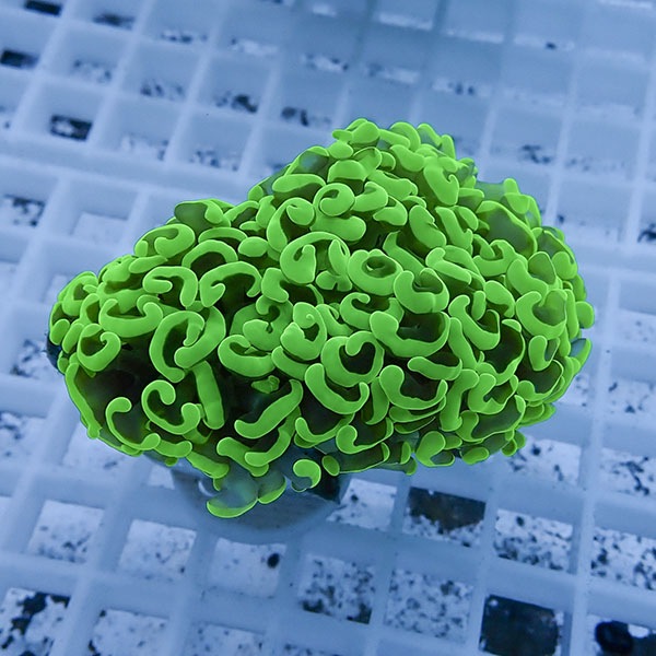 【サンゴ現物19】ナガレハナサンゴ!15時までのご注文で当日発送 【サンゴ】(t136