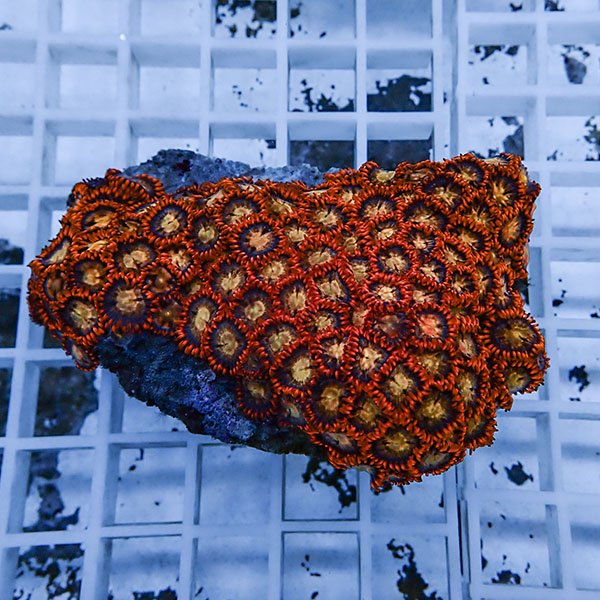 【サンゴ現物26】マメスナギンチャク !15時までのご注文で当日発送(t144