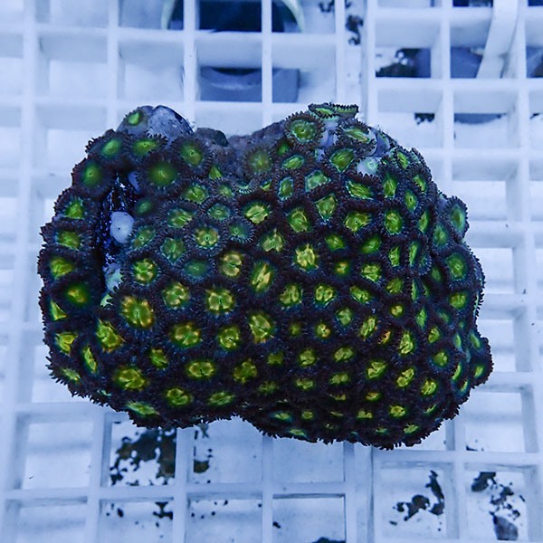 【サンゴ現物27】マメスナギンチャク !15時までのご注文で当日発送(t144