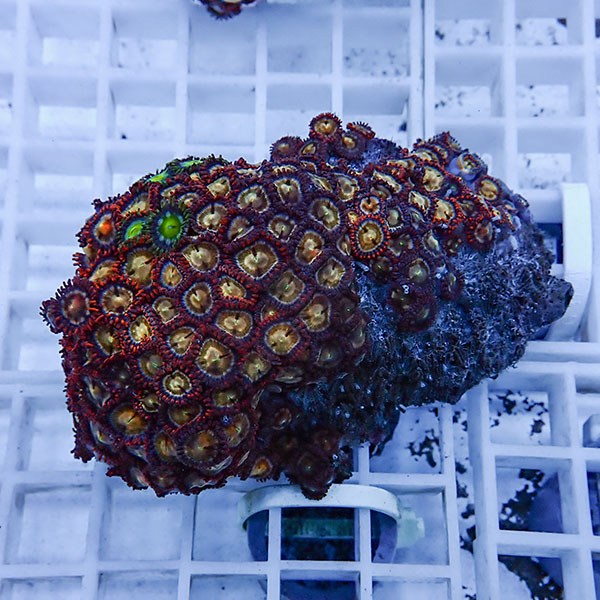 【サンゴ現物28】マメスナギンチャク !15時までのご注文で当日発送(t144