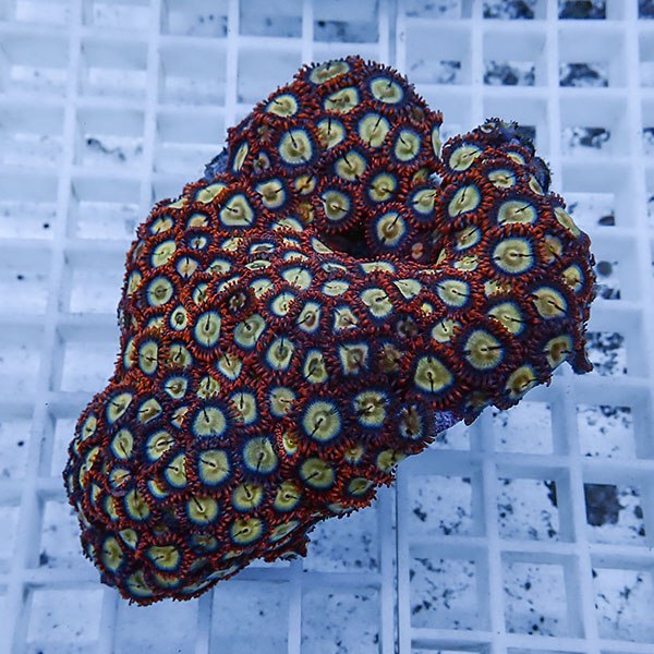 【サンゴ現物29】マメスナギンチャク !15時までのご注文で当日発送(t144