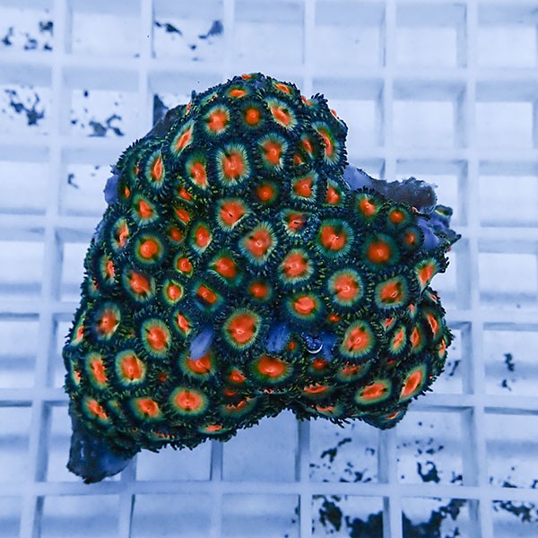 【サンゴ現物31】マメスナギンチャク !15時までのご注文で当日発送(t144