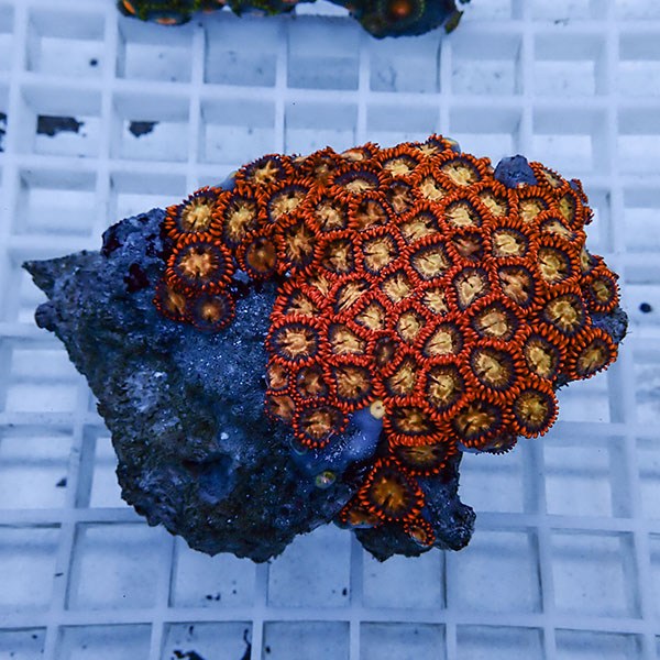 【サンゴ現物32】マメスナギンチャク !15時までのご注文で当日発送(t144