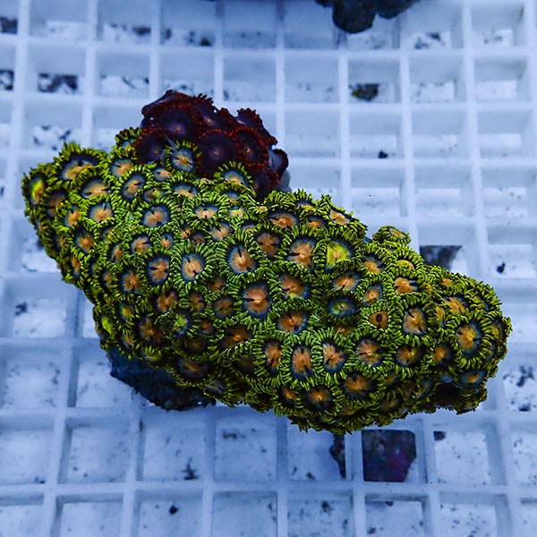 【サンゴ現物34】マメスナギンチャク !15時までのご注文で当日発送(t144