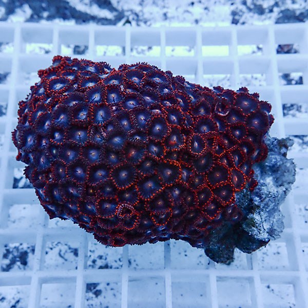 【サンゴ現物35】マメスナギンチャク !15時までのご注文で当日発送(t144