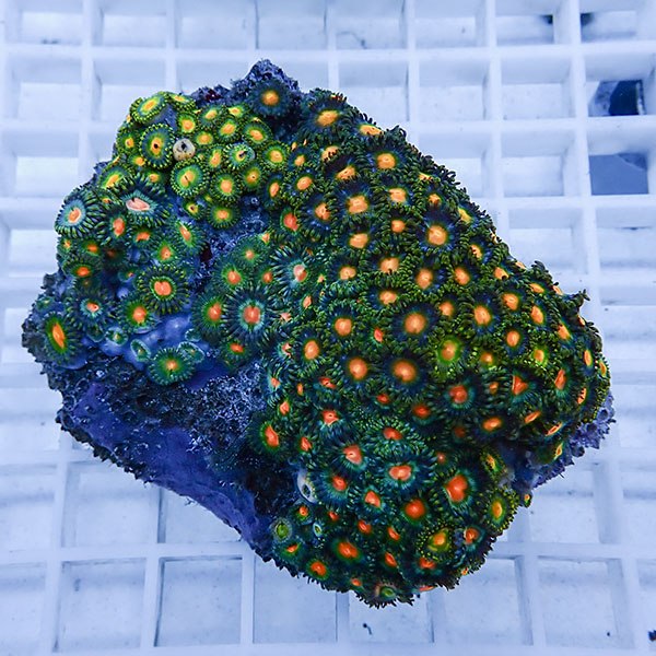 【サンゴ現物36】マメスナギンチャク !15時までのご注文で当日発送(t144