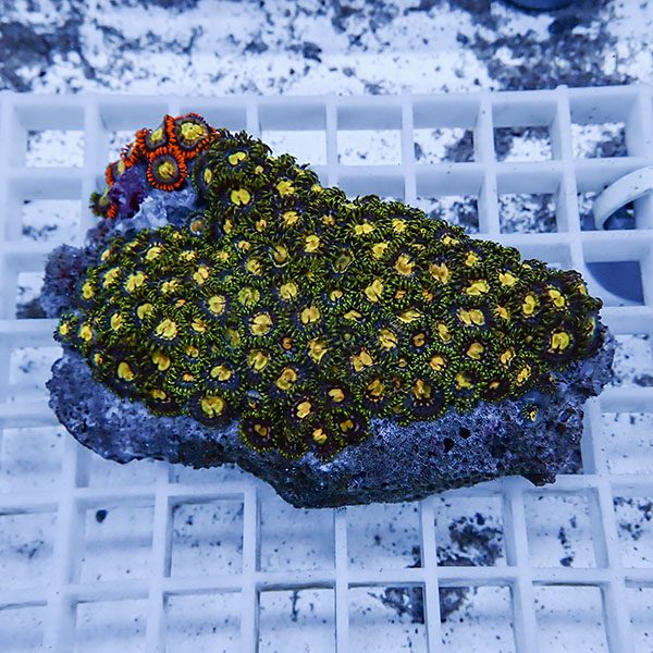 【サンゴ現物39】マメスナギンチャク !15時までのご注文で当日発送(t144