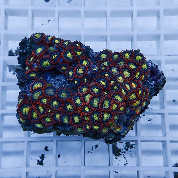 【サンゴ現物40】マメスナギンチャク !15時までのご注文で当日発送(t144