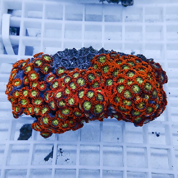 【サンゴ現物41】マメスナギンチャク !15時までのご注文で当日発送(t144