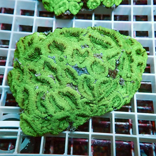 【サンゴ現物1】カクオオトゲキクメイシ ! 15時までのご注文で当日発送 【サンゴ】(t139