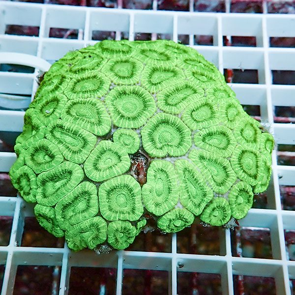 【サンゴ現物2】カクオオトゲキクメイシ ! 15時までのご注文で当日発送 【サンゴ】(t139