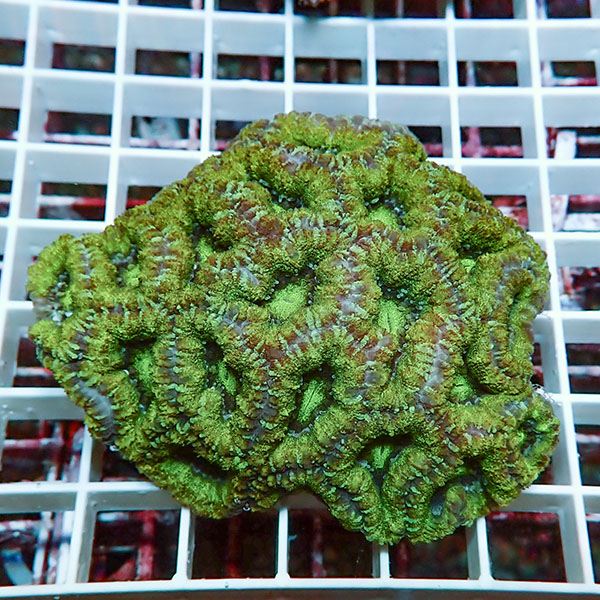 【サンゴ現物3】カクオオトゲキクメイシ! 15時までのご注文で当日発送 【サンゴ】(t139