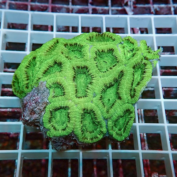 【サンゴ現物4】カクオオトゲキクメイシ ! 15時までのご注文で当日発送 【サンゴ】(t139