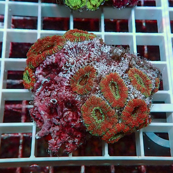 【サンゴ現物5】カクオオトゲキクメイシ! 15時までのご注文で当日発送 【サンゴ】(t139