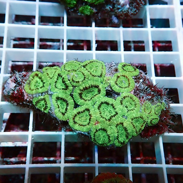 【サンゴ現物6】カクオオトゲキクメイシ! 15時までのご注文で当日発送 【サンゴ】(t139