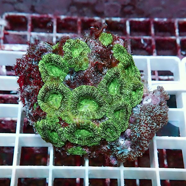 【サンゴ現物7】カクオオトゲキクメイシ! 15時までのご注文で当日発送 【サンゴ】(t139